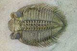 Tower Eyed Erbenochile Trilobite - Top Quality! #160887-6